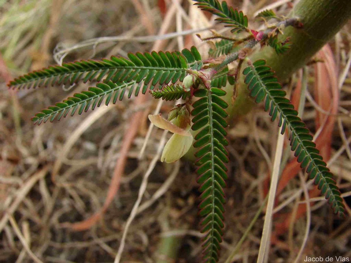 Aeschynomene indica L.